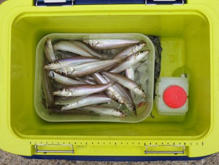 キス釣り チャリコとミニカワハギに苦戦