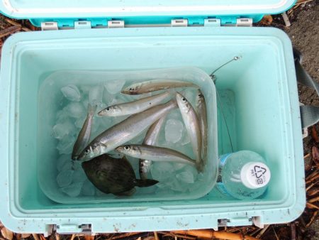 雨中のキス釣り