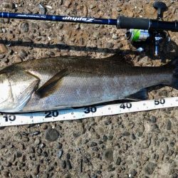 ぶらデイシーバス調査!!