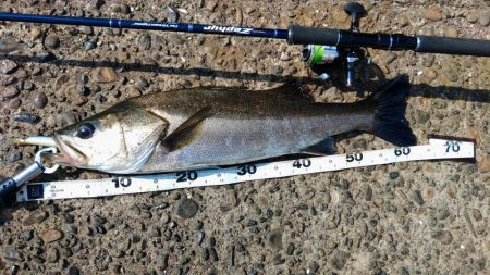 ぶらデイシーバス調査!!