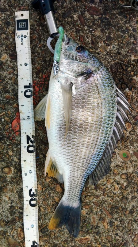 ぶら船下調査！