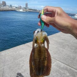 エギング新子調査