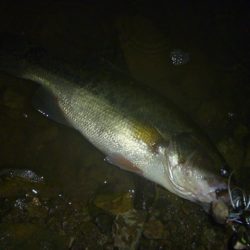 スピナーベイトで