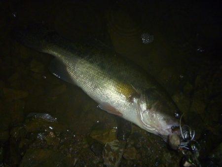 スピナーベイトで