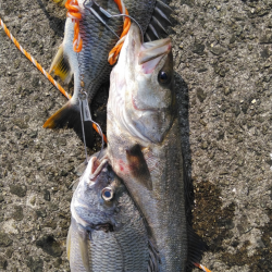 低酸素で食い気がないなぁ