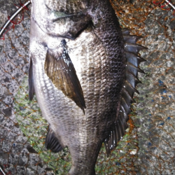 低酸素の中の年無しゲット