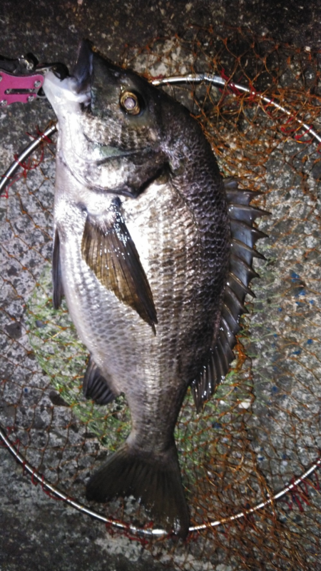 低酸素の中の年無しゲット