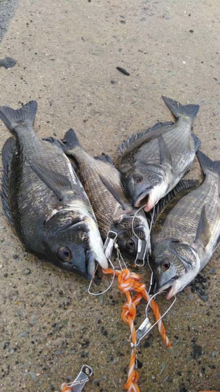 大雨が功を奏した