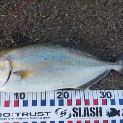 今季初青物初シオ！