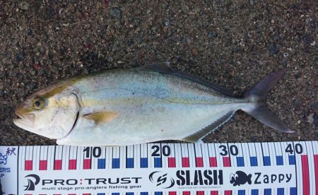 今季初青物初シオ！