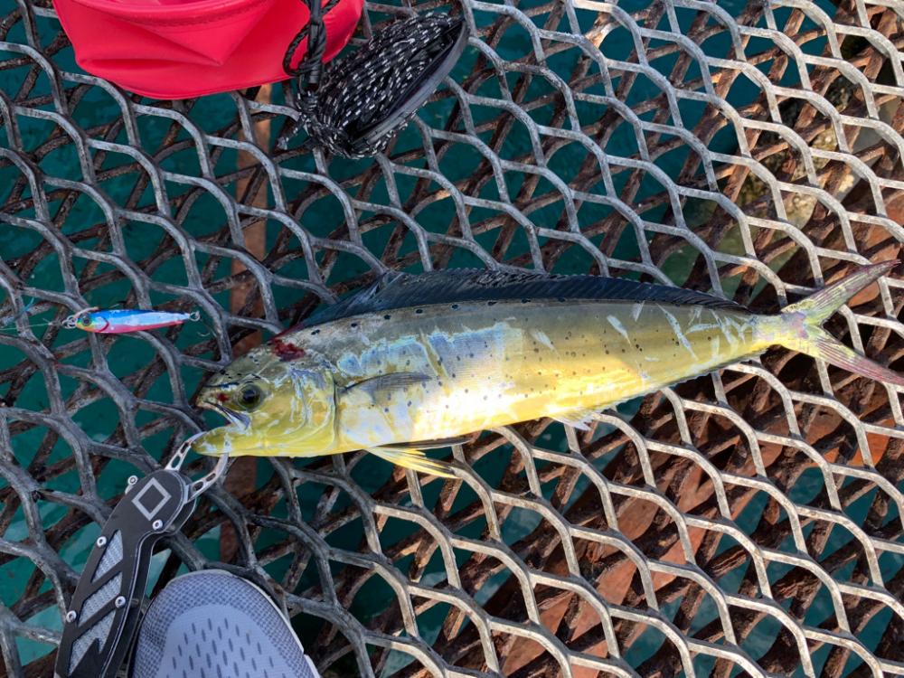 ペンペン爆釣！