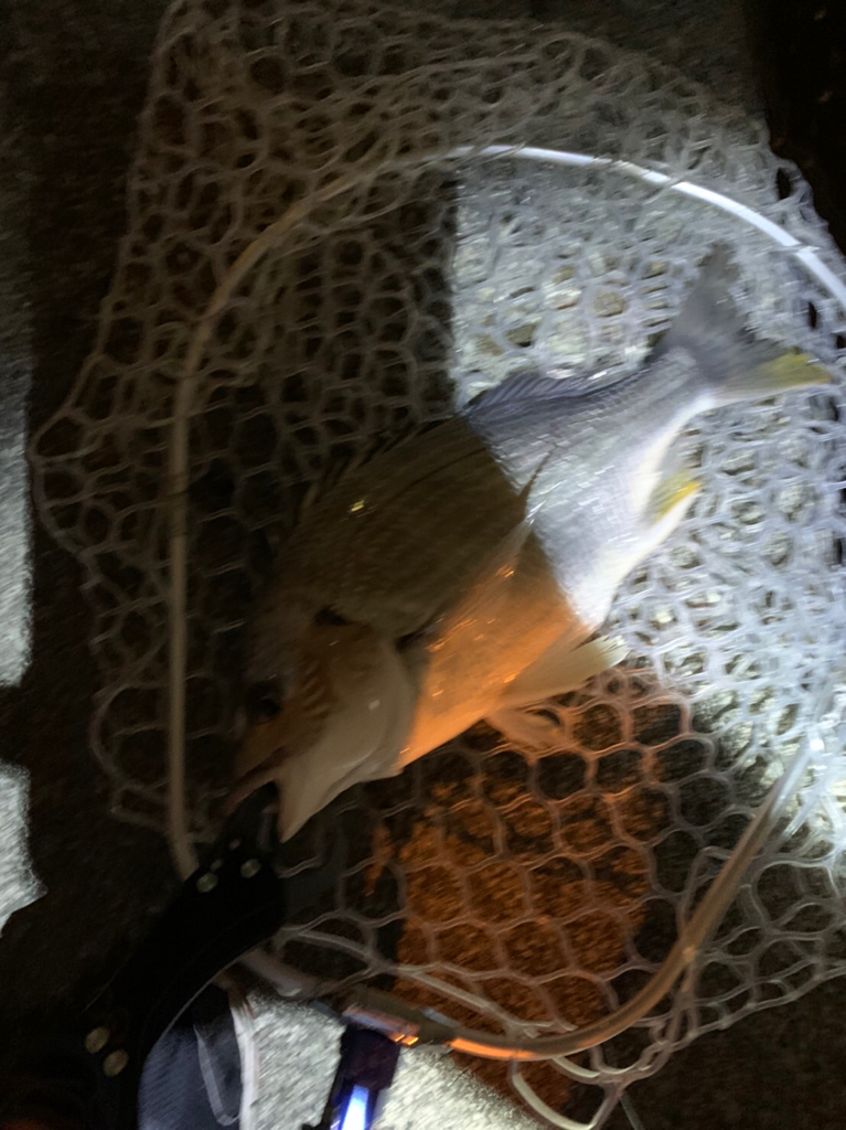 チヌハンターパート34