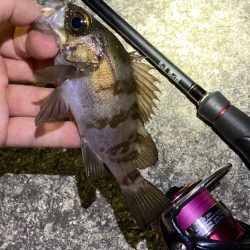 シーズン終了メバリング