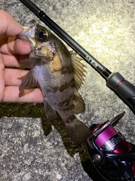 シーズン終了メバリング