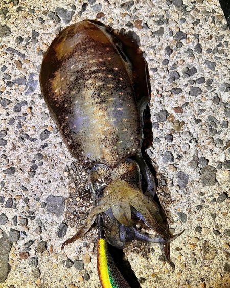 昨夜もエギング&アジングでした♪