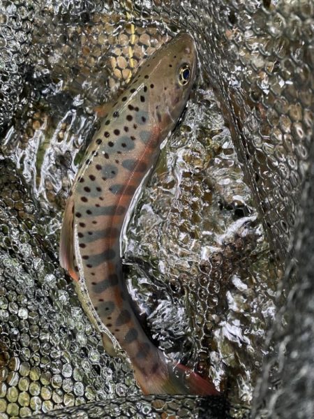 人の立ち入ってない沢！