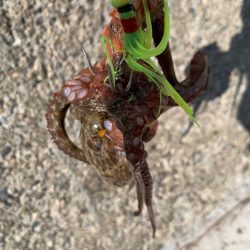 来週は、どうなるやろ。