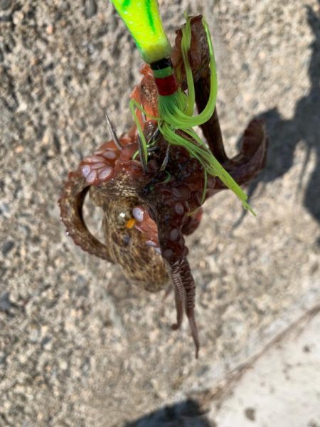 来週は、どうなるやろ。