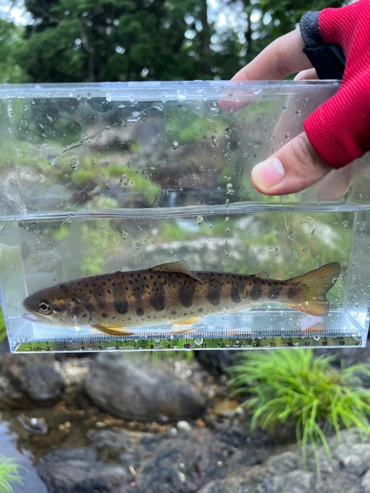 渓流チャレンジ