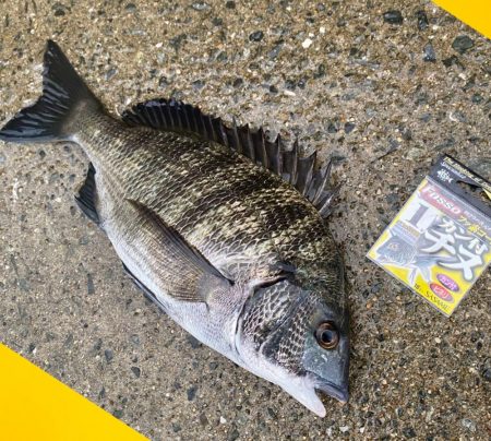 小型混じりのセイゴ、ハネ、スズキ、キビレ、…