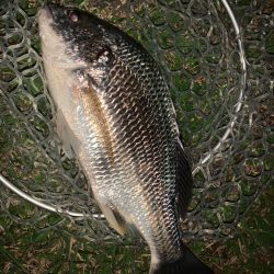 チヌハンターパート46