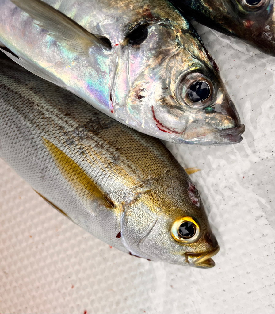 ジギングとサビキ