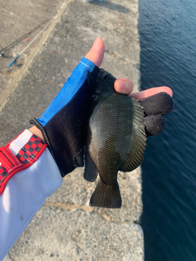 夏のフカセ釣り