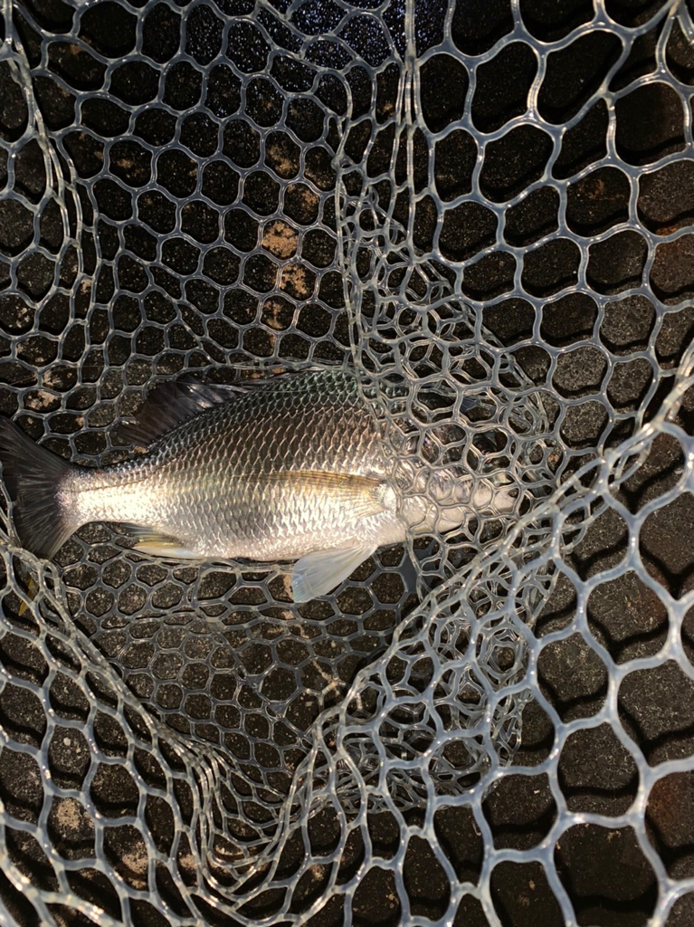 チヌハンターパート35