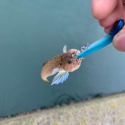 今年の初タチウオ!