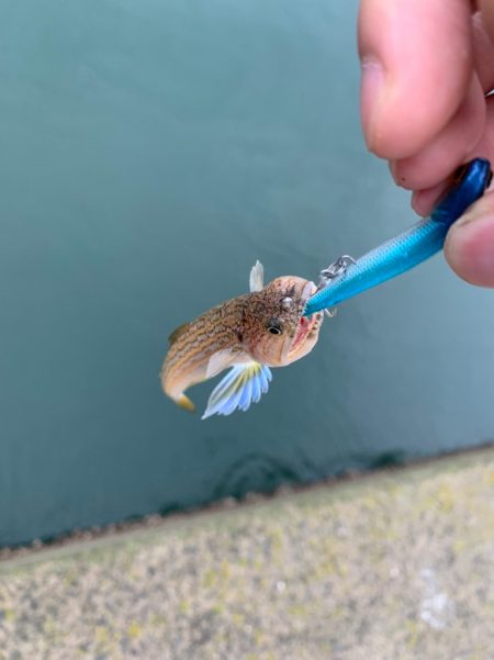 今年の初タチウオ!