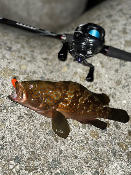 アコウ40up釣りたい