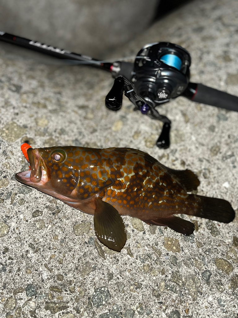 アコウ40up釣りたい