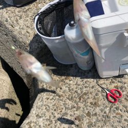 泉南キス　ベストシーズンインジアビス