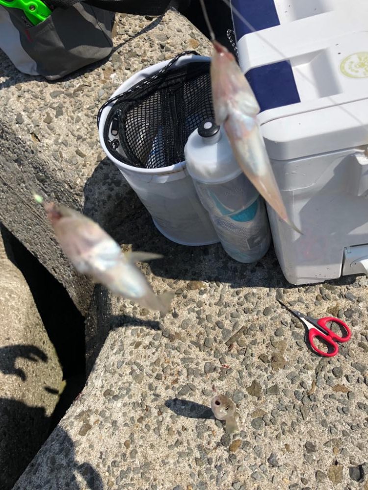 泉南キス ベストシーズンインジアビス