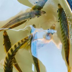 完璧なる👨🦲