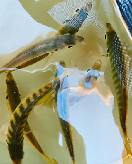 完璧なる👨‍…