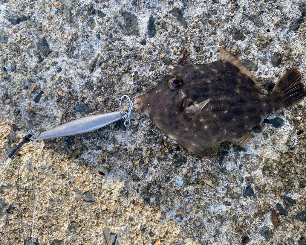 まさかのカワハギ