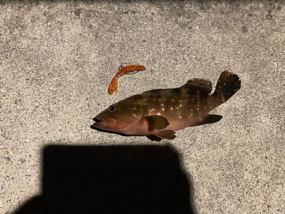 アジング、根魚釣り