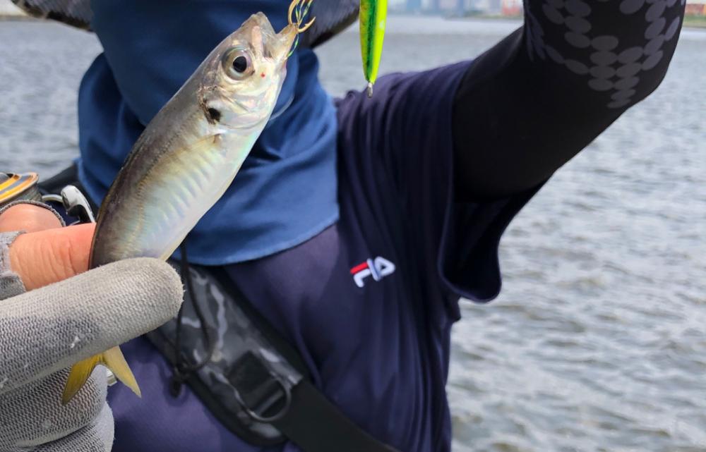 サバ、カタクチイワシで賑やかです!