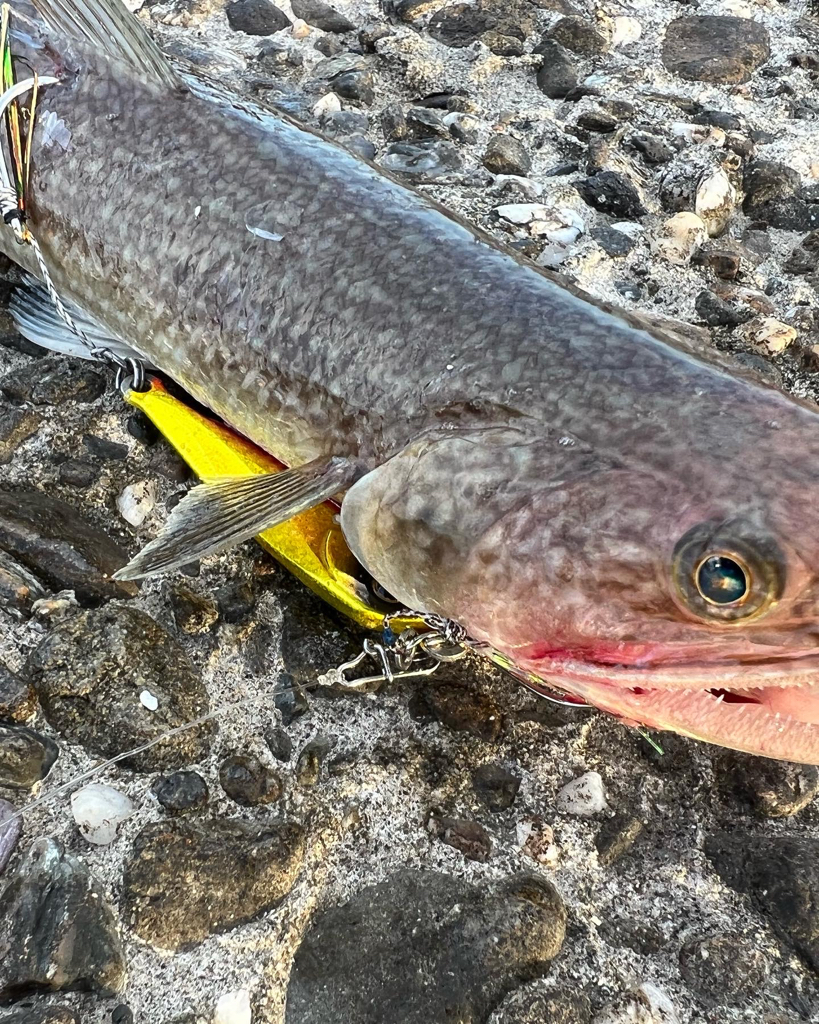 エソ1匹、マゴチ2匹目