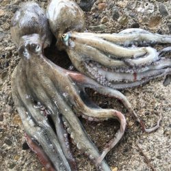 【タコフィネス】キロ弱を頭に２杯