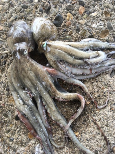 【タコフィネス】キロ弱を頭に２杯