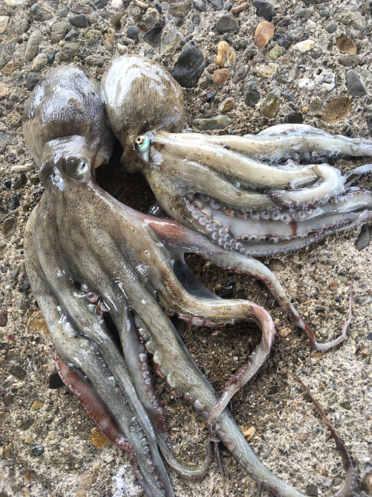 【タコフィネス】キロ弱を頭に２杯