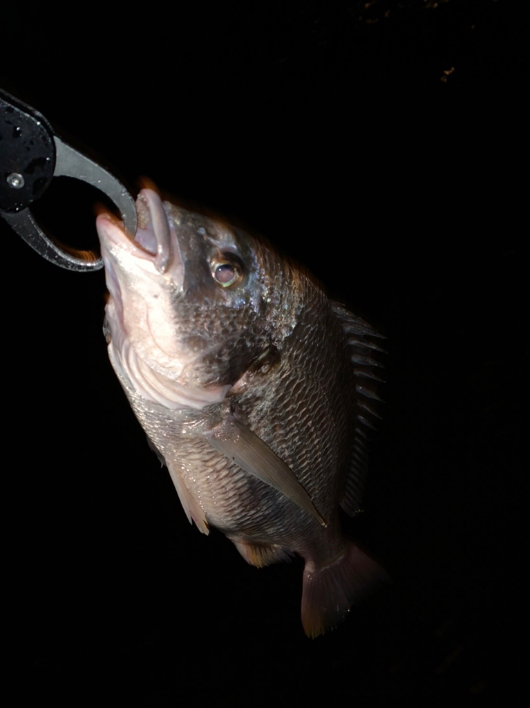 チヌハンターパート33