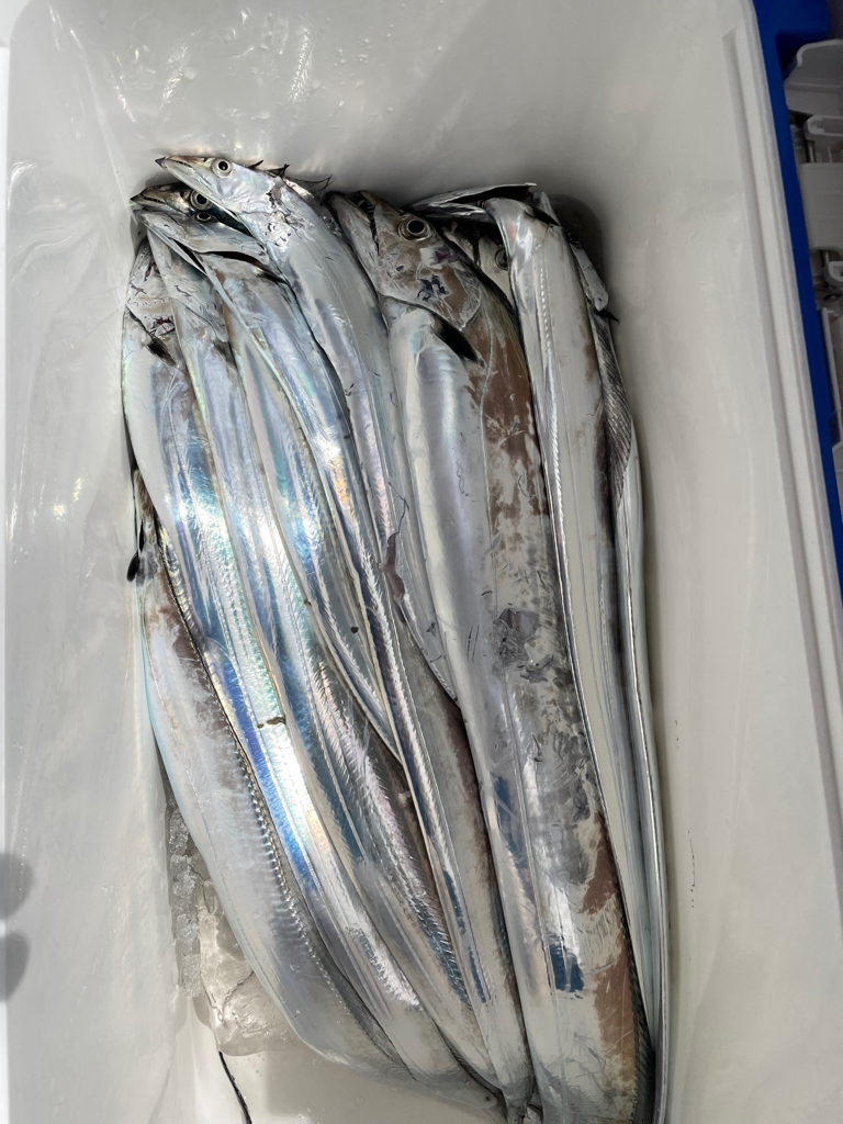 須磨沖タチウオジギング