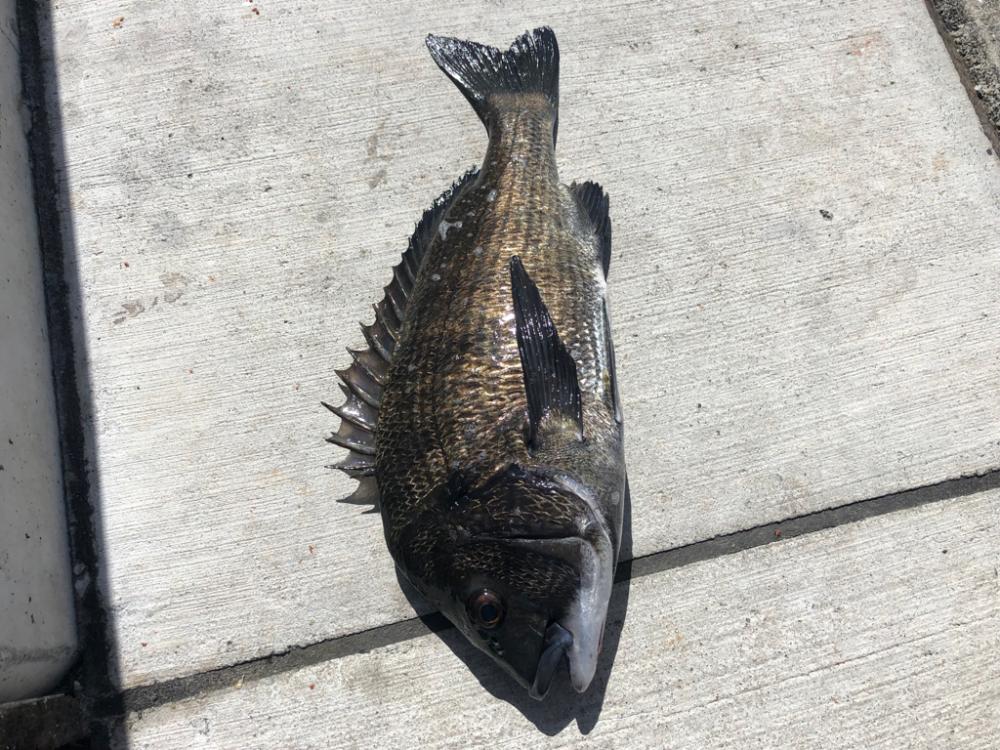 猛暑朝からエビ撒き