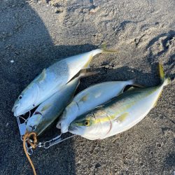 遠州サーフ青物好調‼︎