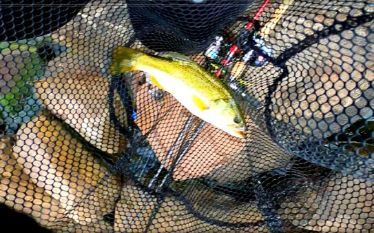 真夏のロックエリア