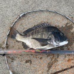 エビ撒き  久しぶりのチヌ！