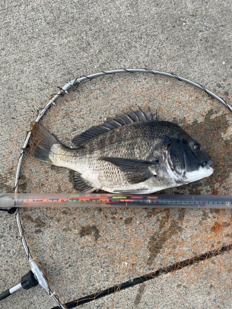 エビ撒き 久しぶりのチヌ!